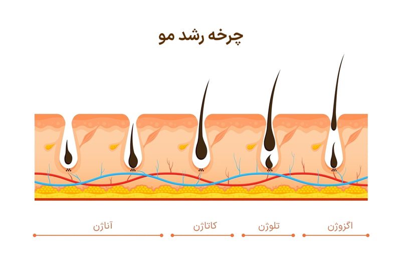 چرخه رشد مو