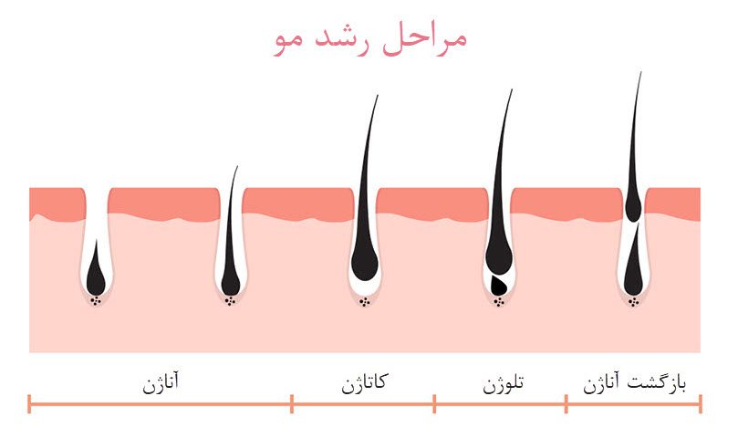 چرخه و مراحل رشد مو