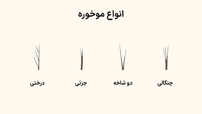 انواع موخوره